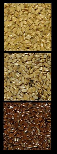 Flax Seed Comparison